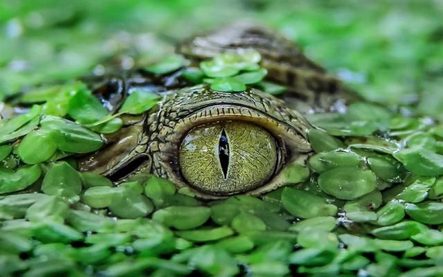 Фото пользователя Crocodylus porosus